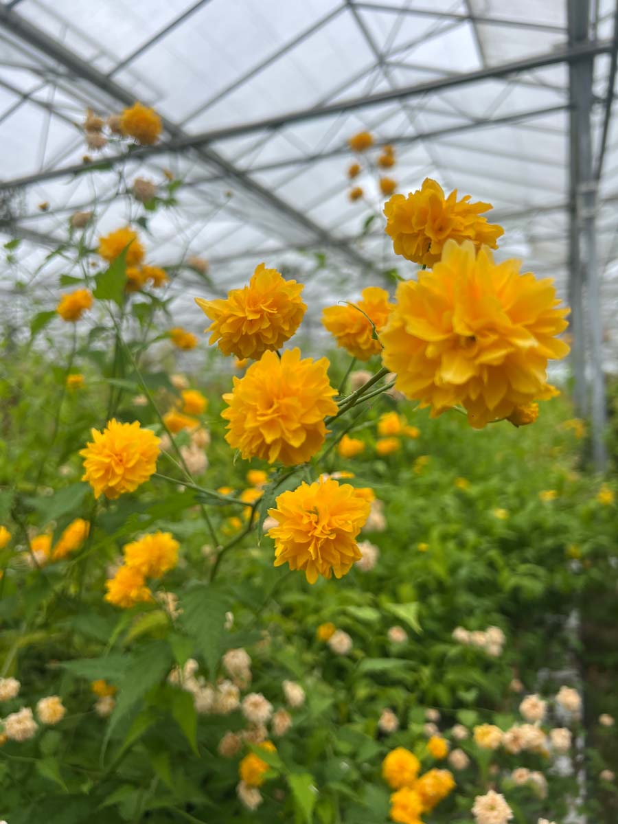 Kerria japonica 'Pleniflora' Tuinplanten bloem