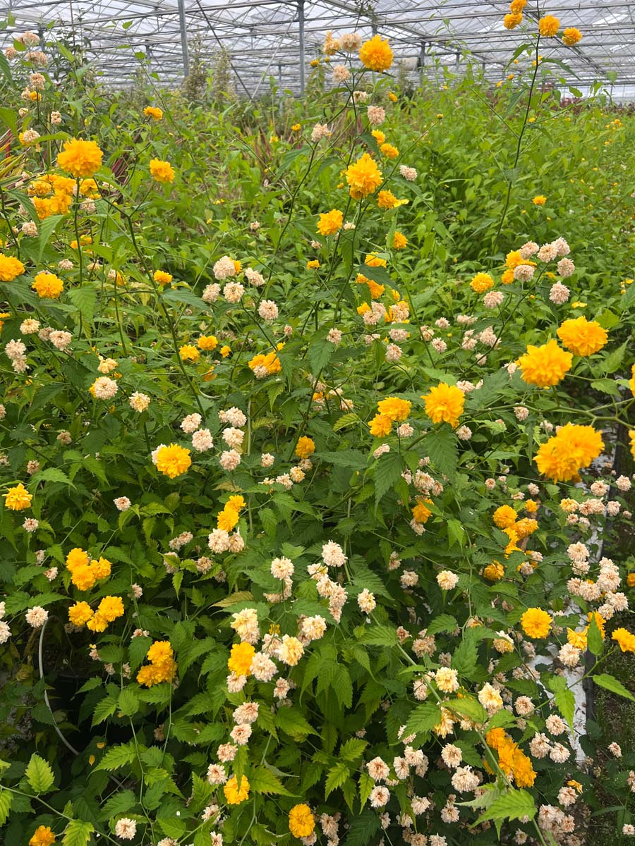 Kerria japonica 'Pleniflora' Tuinplanten bloesem
