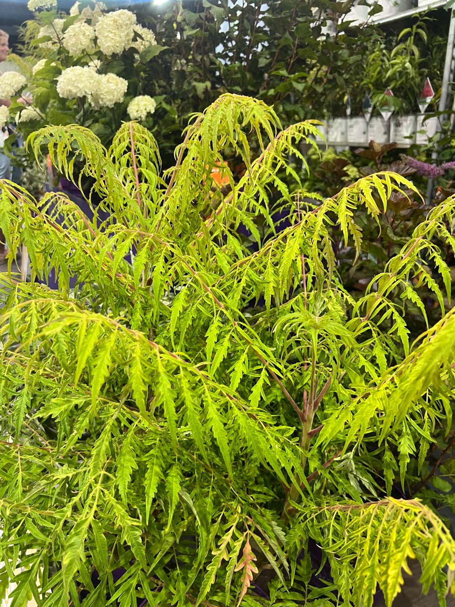 Koelreuteria paniculata 'Coral Sun' op stam bladeren