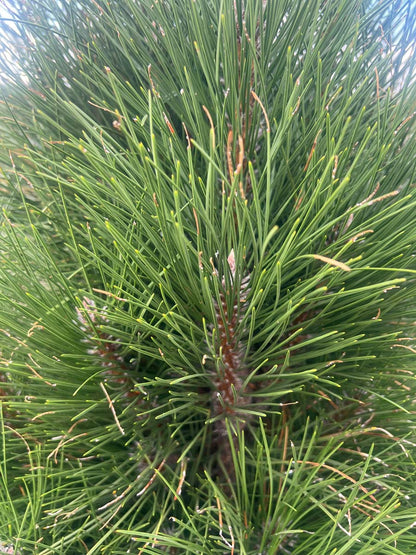 Pinus nigra 'Green Tower' naald