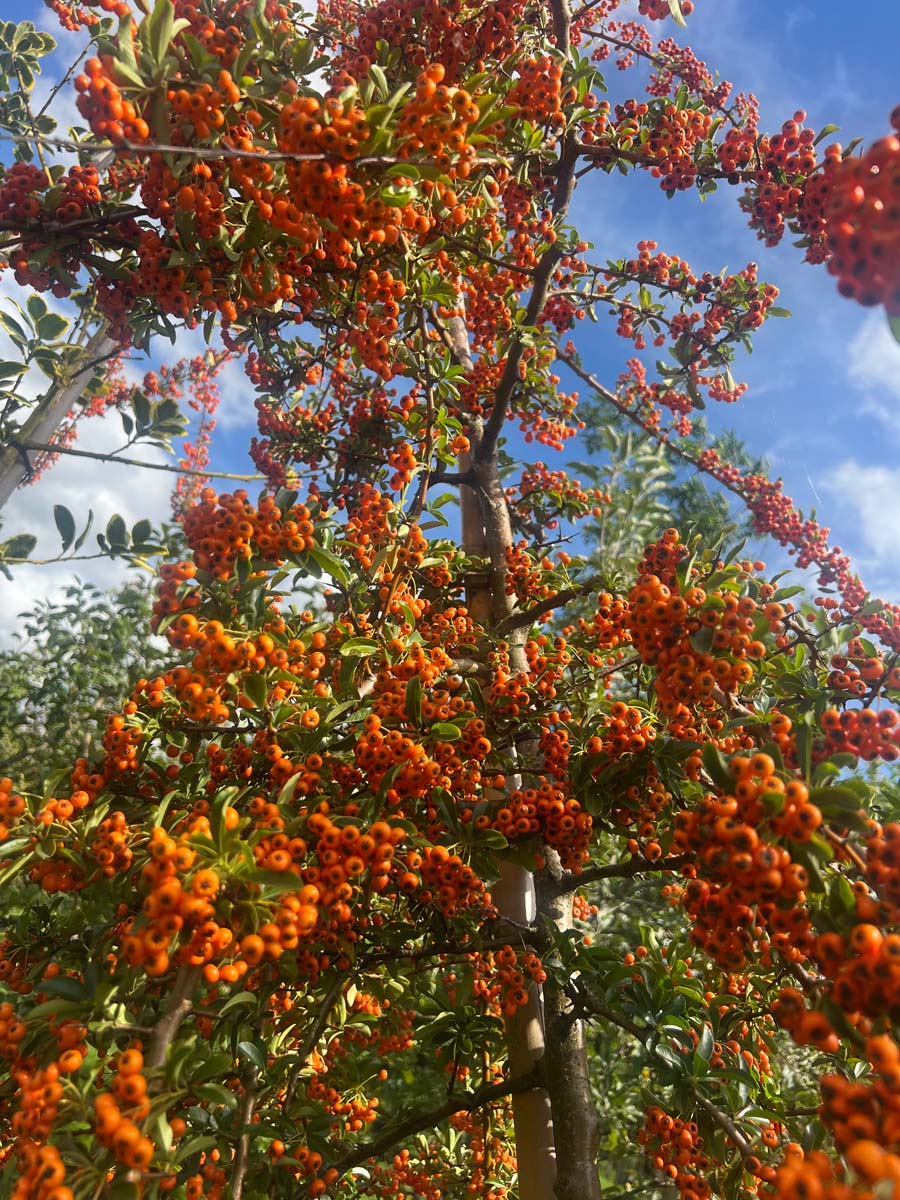 Pyracantha 'Mohave' Tuinplanten bes