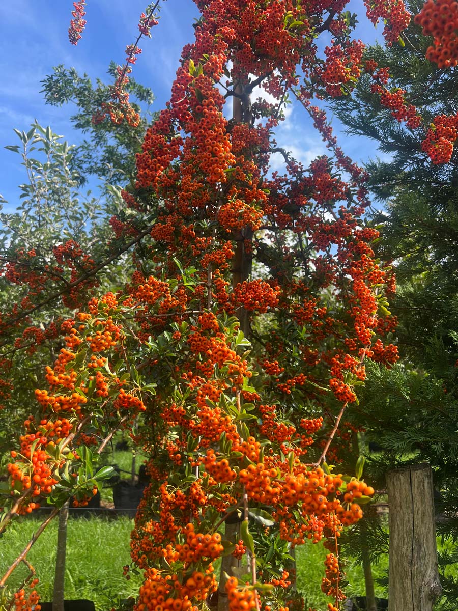 Pyracantha 'Mohave' meerstammig / struik vrucht