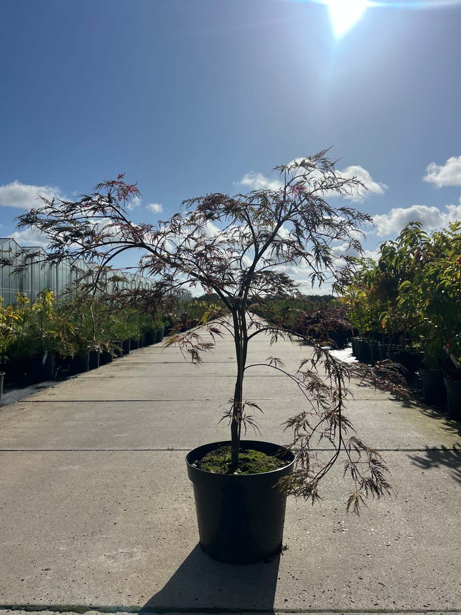 Acer palmatum 'Garnet' Tuinplanten tuinplanten
