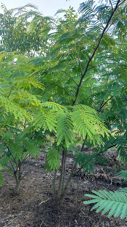 Albizia julibrissin meerstammig / struik meerstammig