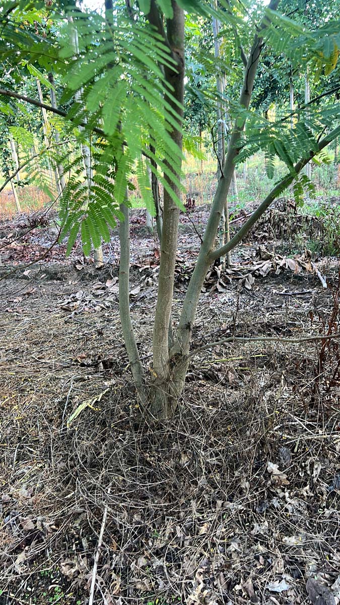 Albizia julibrissin meerstammig / struik meerstammig