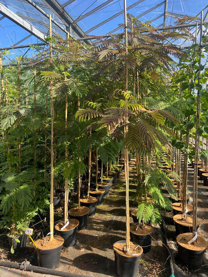 Albizia julibrissin 'Summer Chocolate' op stam op stam