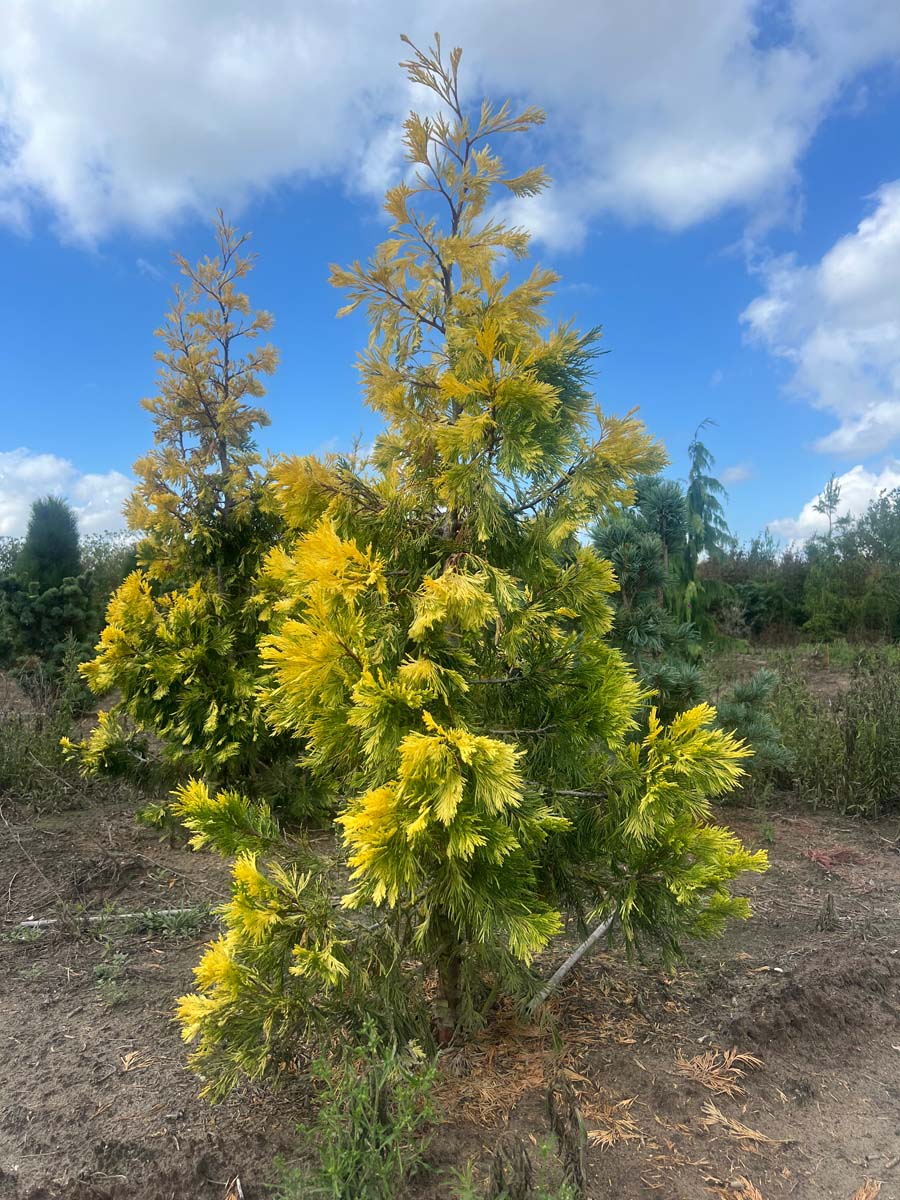 Calocedrus decurrens 'Maupin Glow' solitair