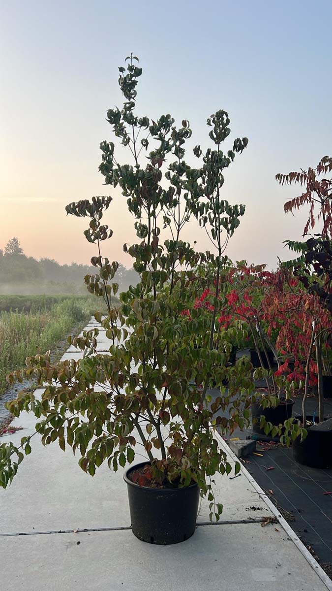 Cornus kousa chinensis Tuinplanten tuinplanten