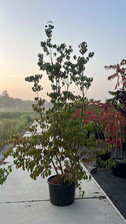 Cornus kousa chinensis Tuinplanten tuinplanten