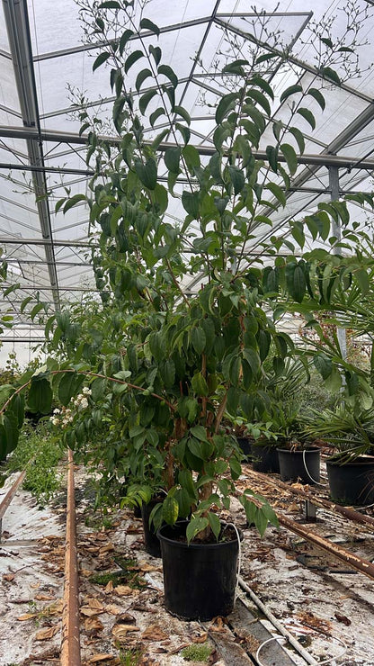 Heptacodium miconioides Tuinplanten tuinplanten