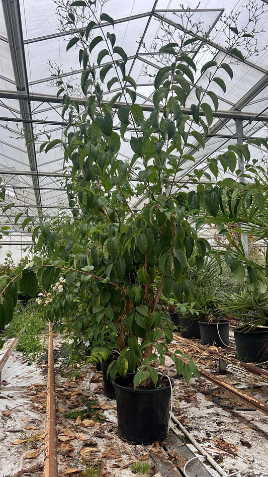 Heptacodium miconioides Tuinplanten tuinplanten