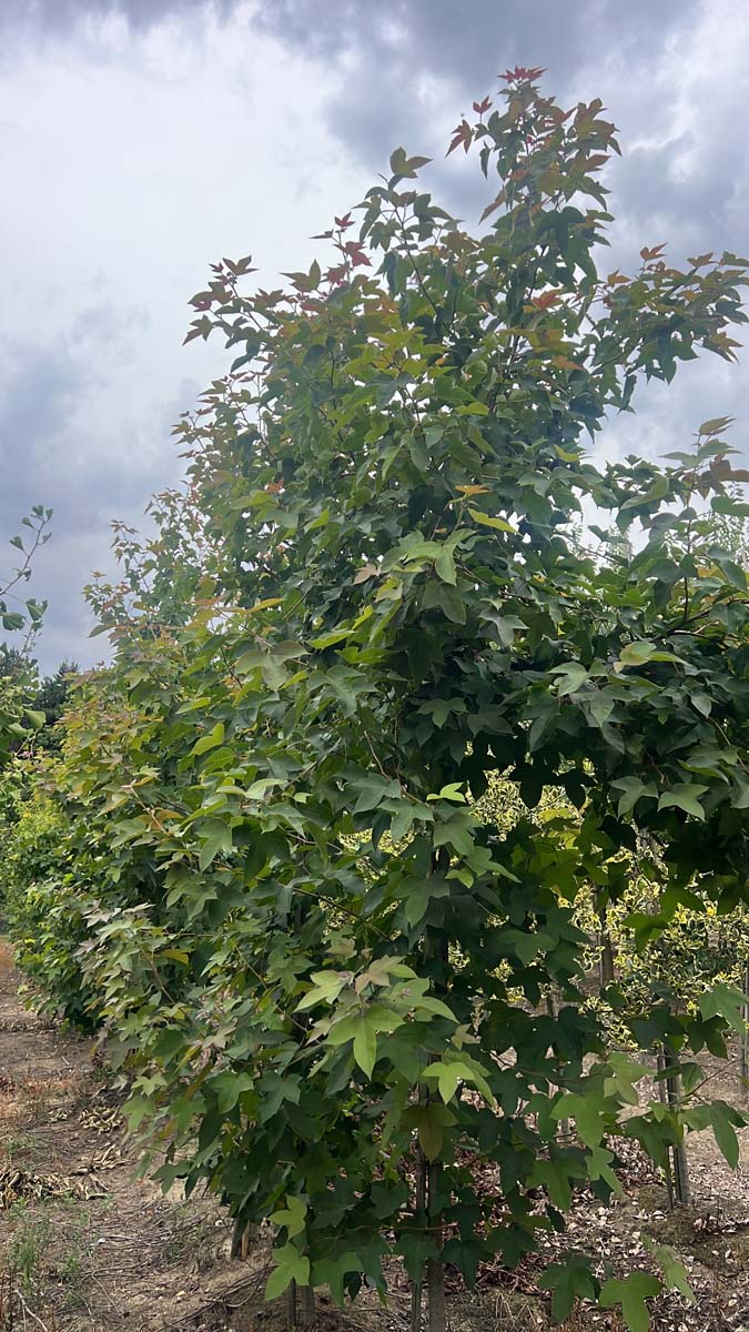Liquidambar formosana 'Ellen' op stam geveerd