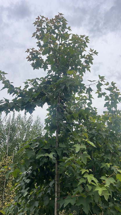 Liquidambar formosana 'Ellen' op stam geveerd