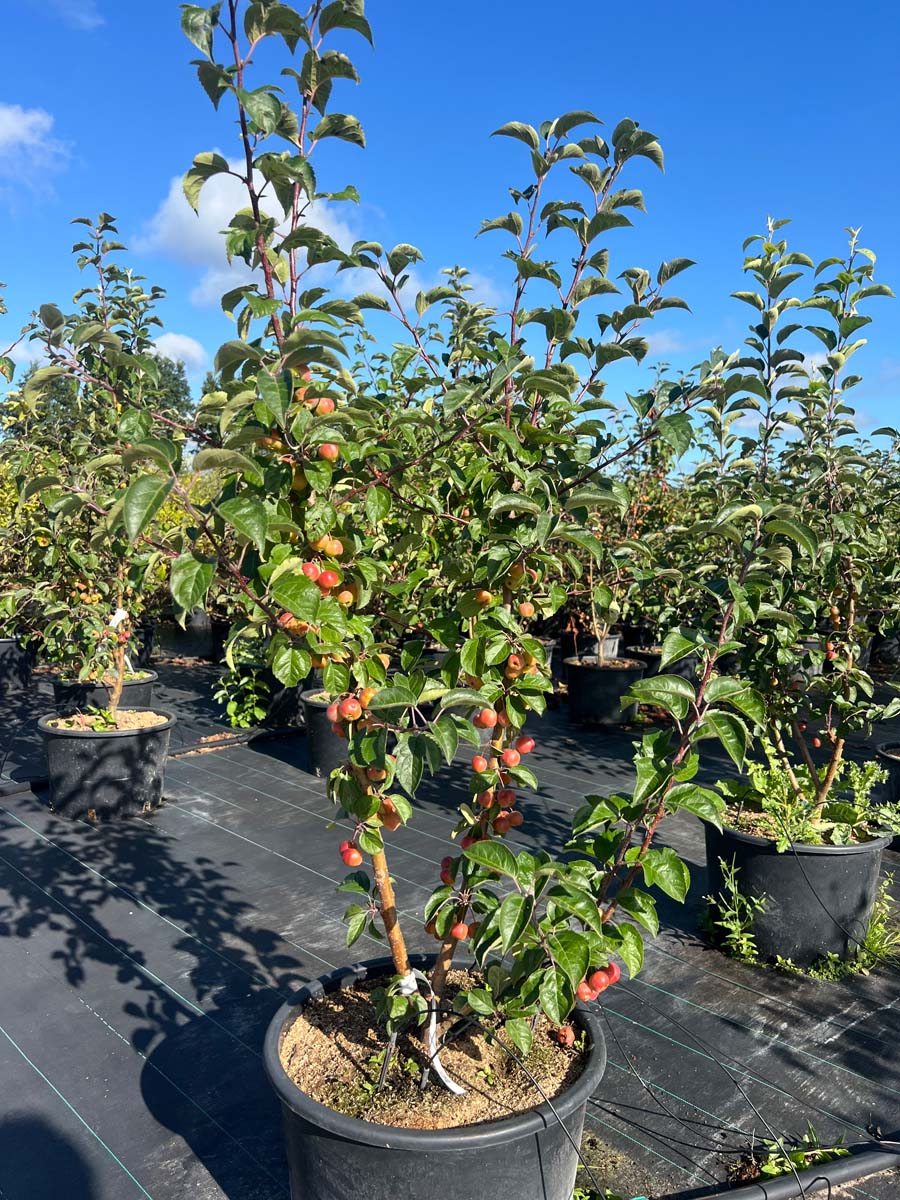 Malus 'Evereste' Tuinplanten tuinplanten