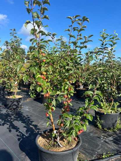 Malus 'Evereste' Tuinplanten tuinplanten
