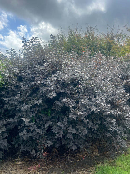 Physocarpus opulifolius 'Diabolo' meerstammig / struik struik