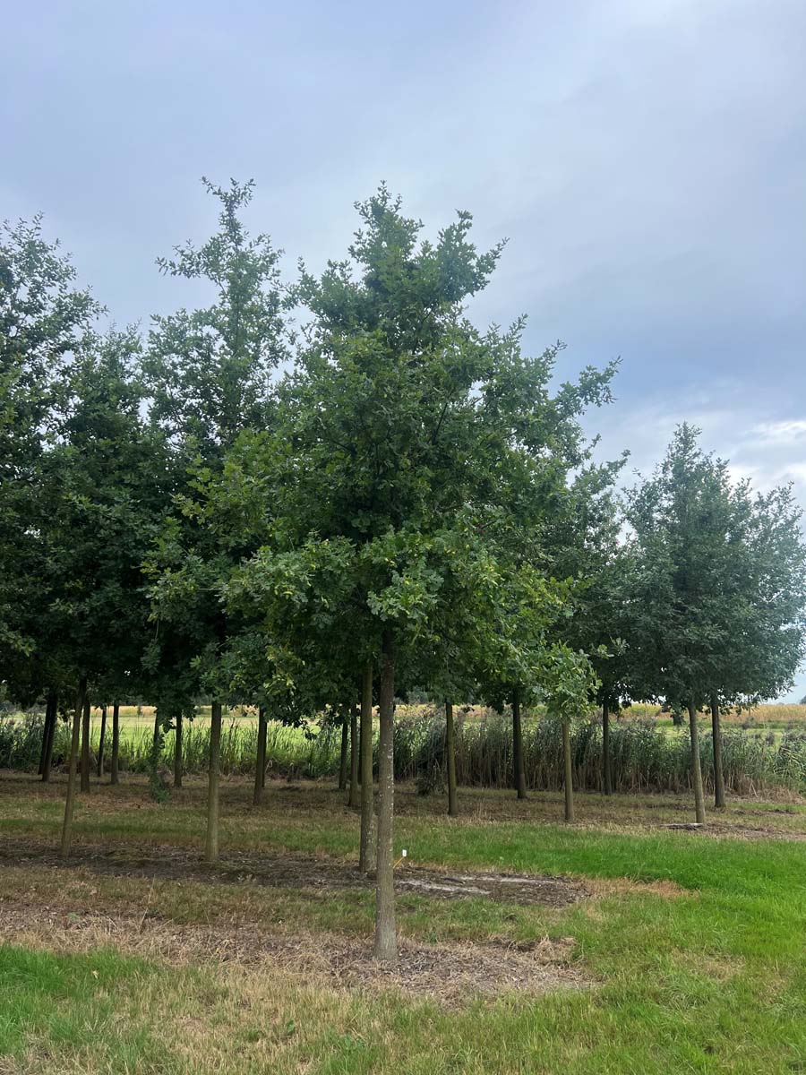 Quercus robur op stam op stam