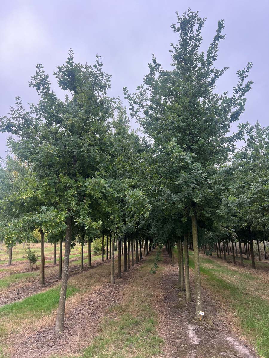 Quercus robur op stam op stam