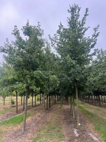 Quercus robur op stam op stam