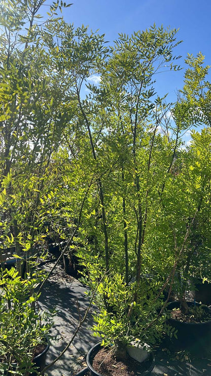 Styphnolobium japonicum Tuinplanten tuinplanten