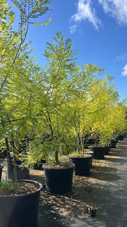 Styphnolobium japonicum 'Fleright' Tuinplanten tuinplanten
