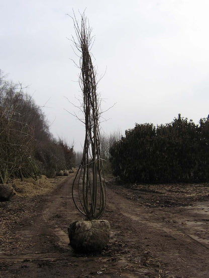 Tilia cordata dakboom draadkluit