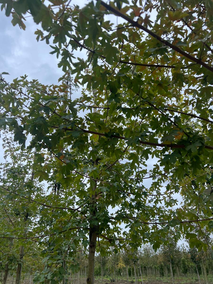 Acer campestre 'Evenley Red' op stam kroon