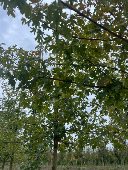 Acer campestre 'Evenley Red' op stam kroon