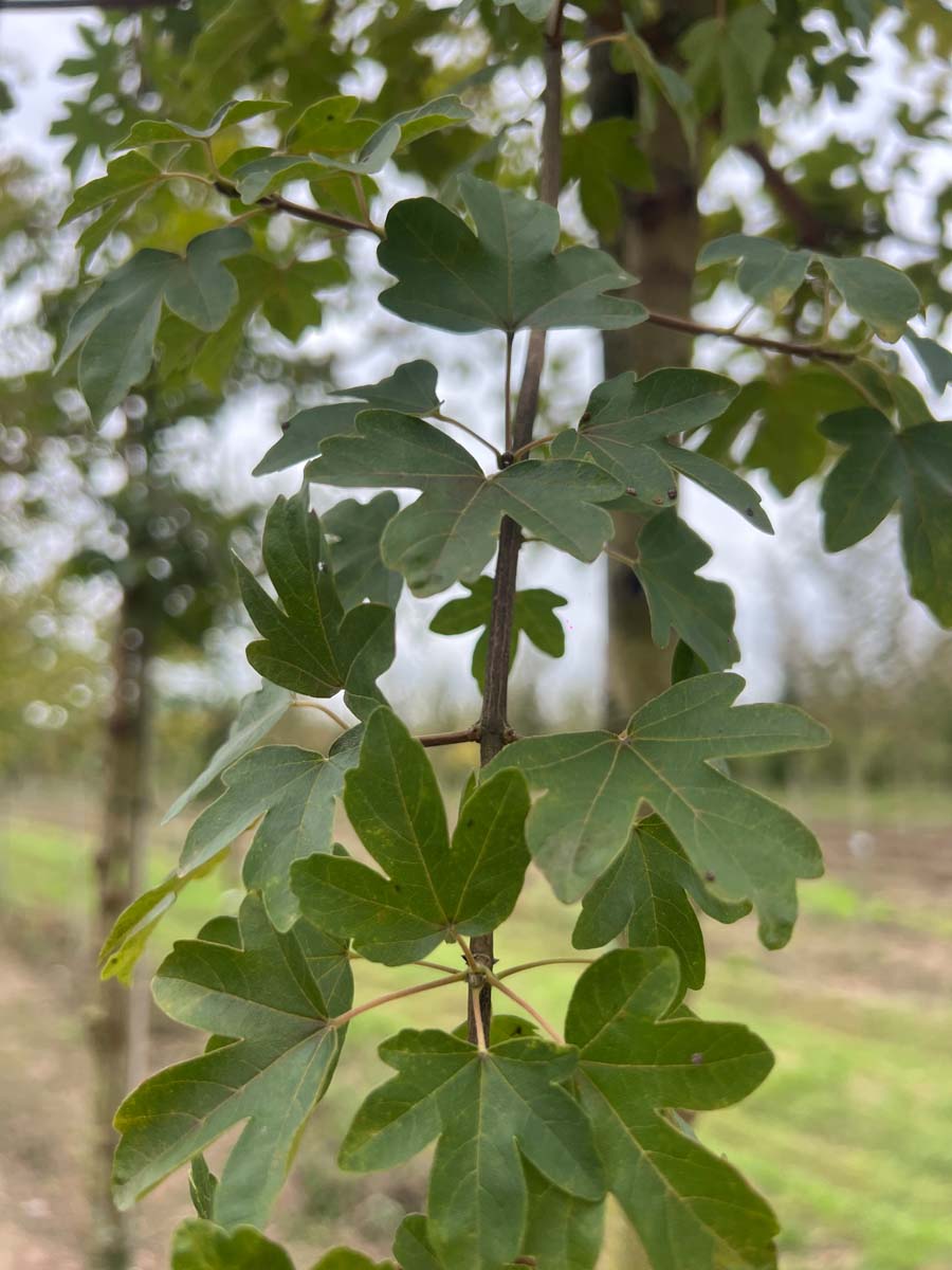 Acer campestre 'Evenley Red' op stam blad