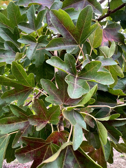 Acer campestre 'Evenley Red' op stam blad