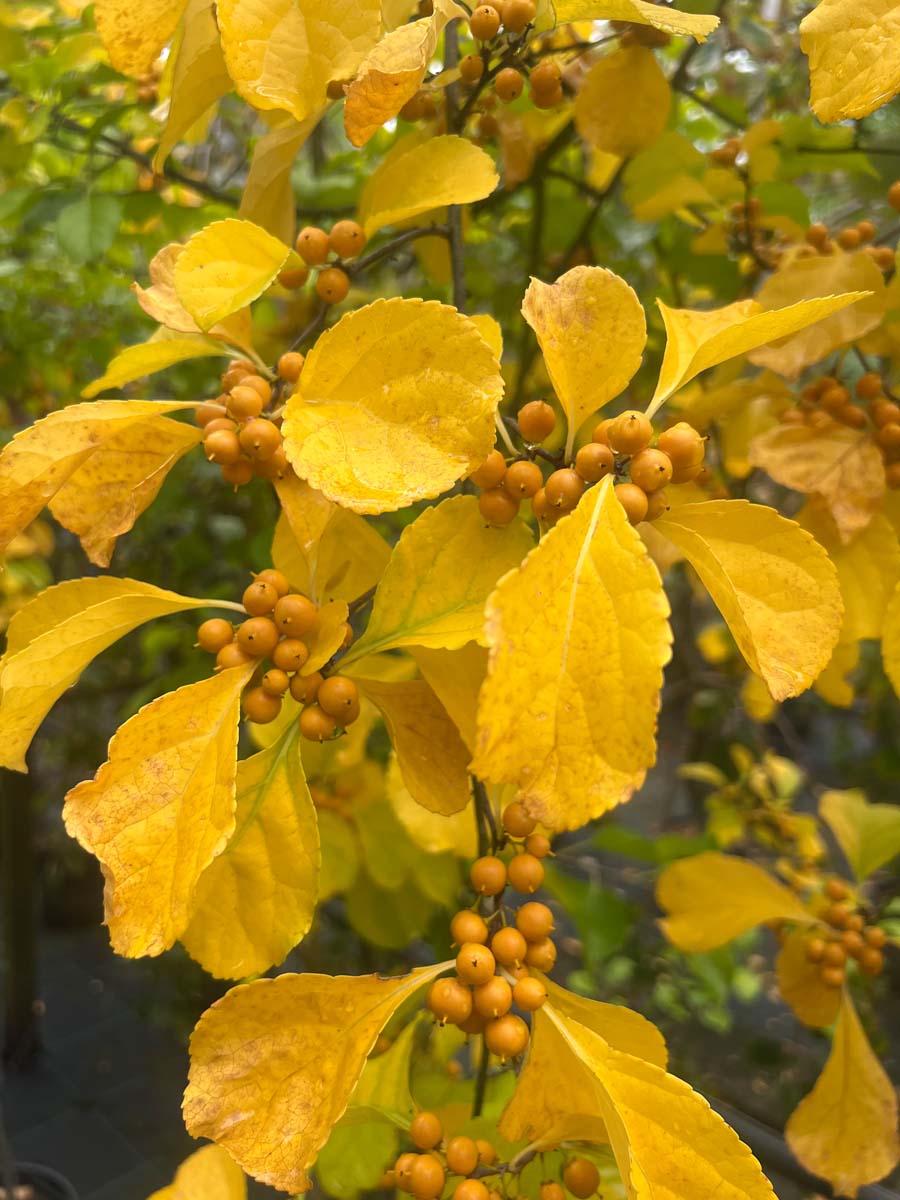 Celastrus orbiculatus herfstkleur