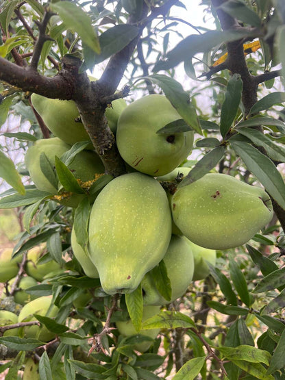 Chaenomeles cathayensis op stam vruchten