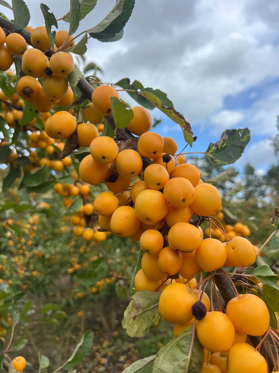 Malus 'Golden Henry' meerstammig / struik vrucht