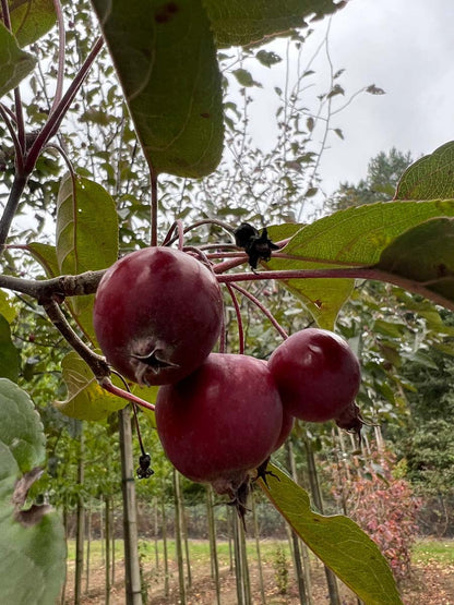 Malus 'Herkenrode' op stam vrucht