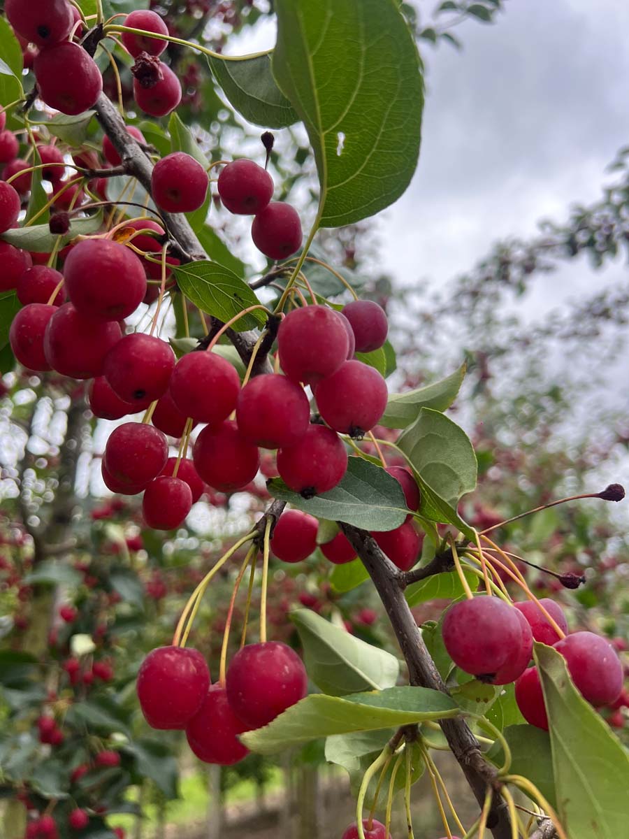 Malus 'Hillieri' meerstammig / struik vrucht