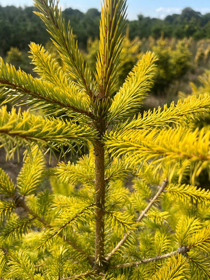 Picea sitchensis 'Aurea' naald