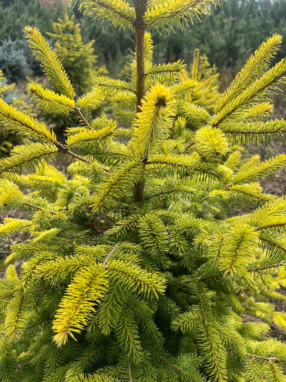 Picea sitchensis 'Aurea' naalden