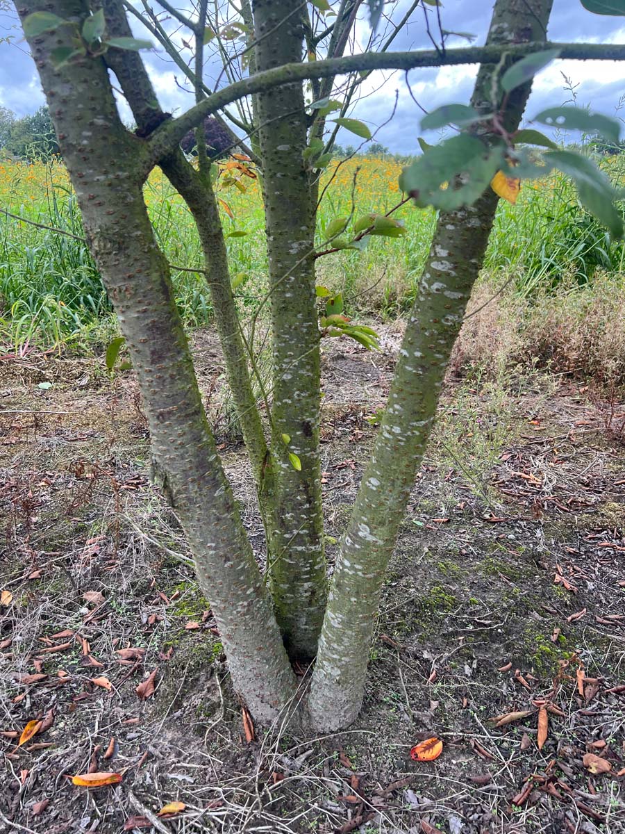 Prunus 'Accolade' Tuinplanten stam