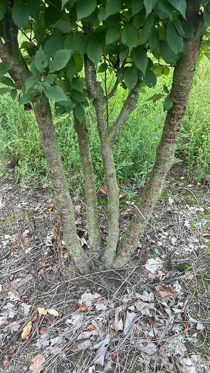 Prunus nipponica 'Ruby' meerstammig / struik stam