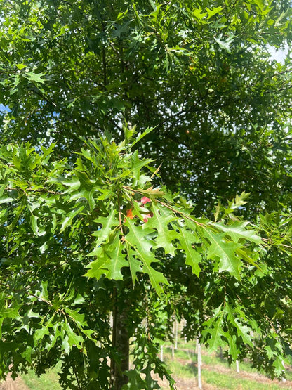 Quercus palustris leiboom kroon