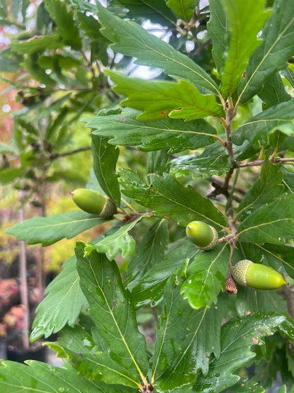 Quercus turneri Tuinplanten vrucht