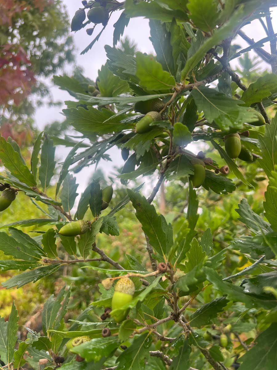 Quercus turneri op stam blad