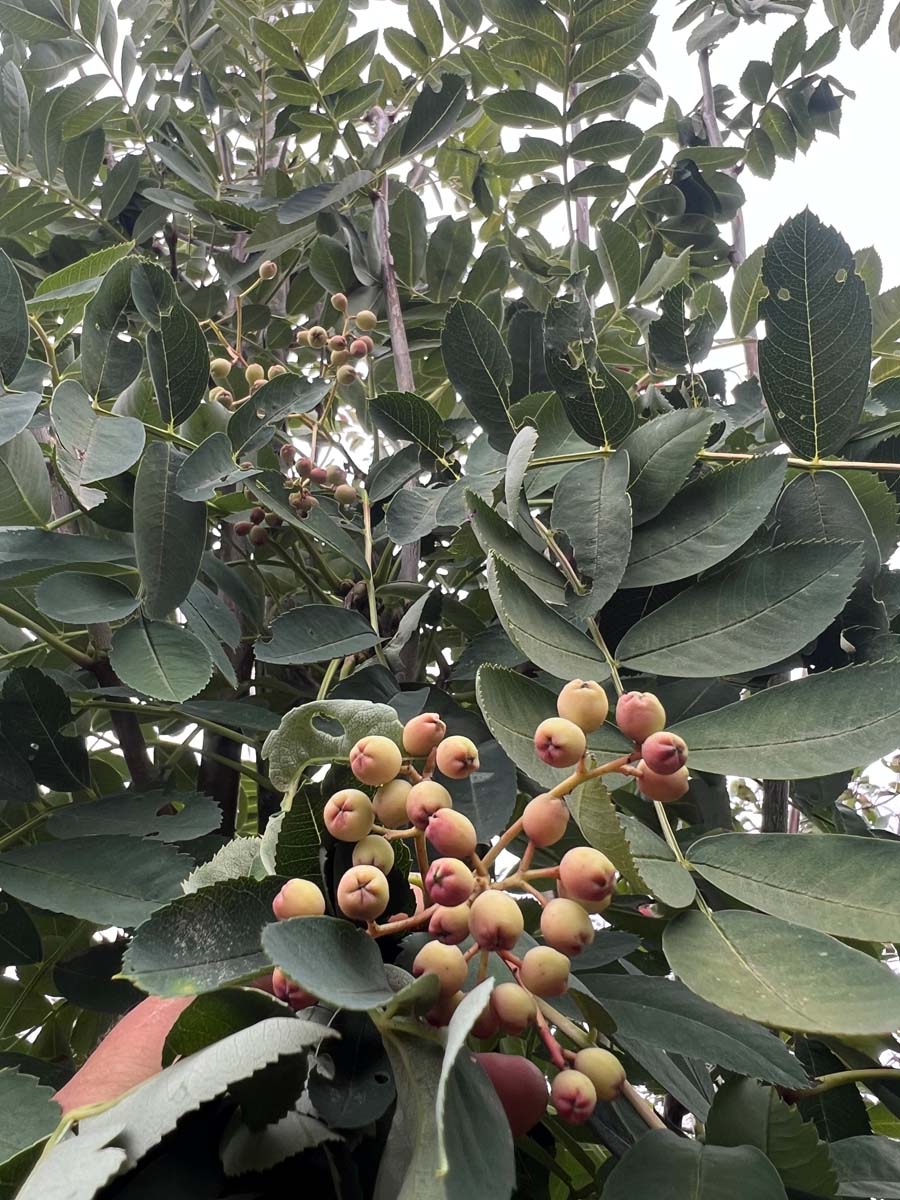 Sorbus hupehensis haagplant vrucht