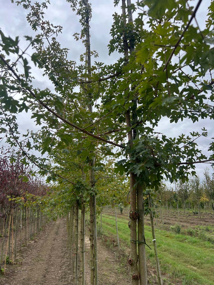 Acer campestre 'Evenley Red' op stam op stam