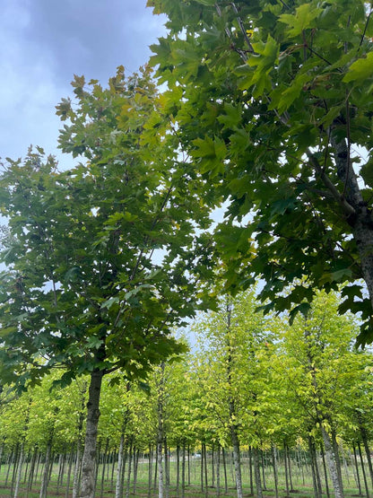 Acer platanoides 'Fairview' op stam op stam