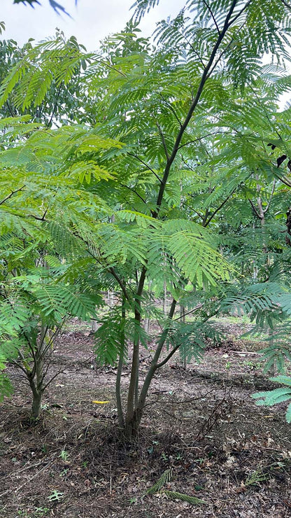 Albizia julibrissin meerstammig / struik meerstammig