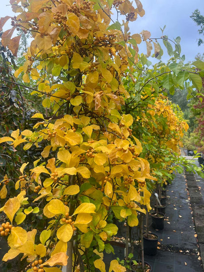 Celastrus orbiculatus tuinplant