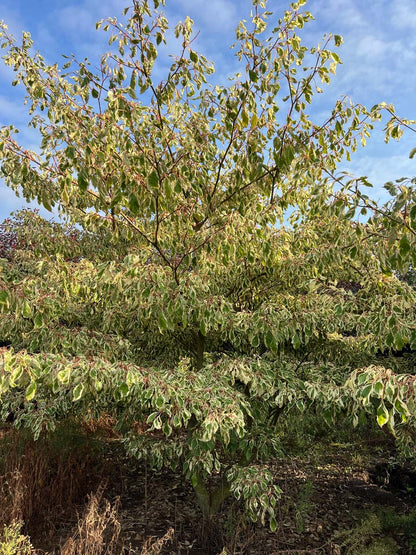 Cornus controversa 'Variegata' meerstammig / struik struik