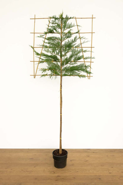 Cupressocyparis leylandii leiboom leiboom