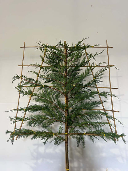 Cupressocyparis leylandii leiboom leiboom